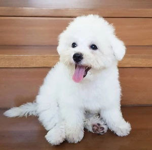 Bichon Frisé Welpe   Kinderfreundlicher Welpe