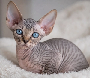 SUCHE Sphynx-Mädchen Tabby blaue Augen