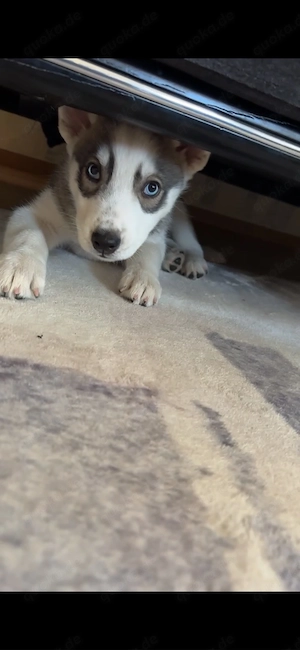 silver hund husky 