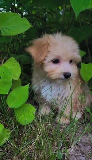 Verkaufe Maltipoo Welpen 