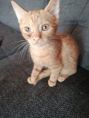 drei kitten abzugeben