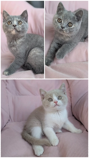 Drei wunderschöne BKH Mädchen in fawn white und blue tortie suchen ein neues Zuhause 