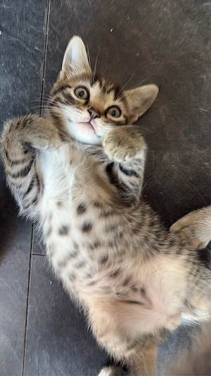 Kater Milio sucht ab dem 11.08.2026 ein liebevolles Zuhause 