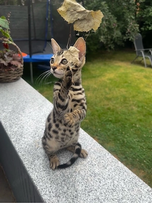      Nur noch 2 von 6 Bengal-Kitten suchen ein liebevolles Zuhause!
