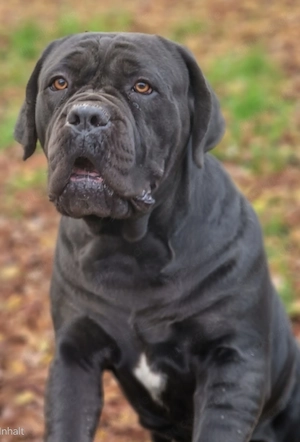 Boerboels Hündin