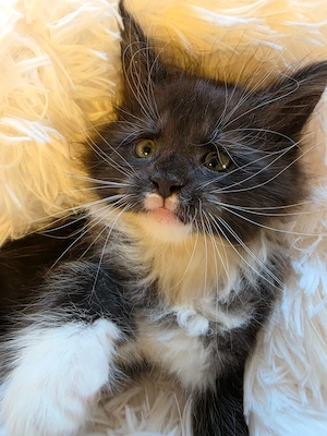 Maine Coon Kitten Mit Stammbaum