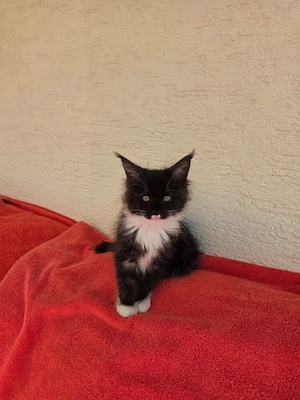 Maine Coon XXL Kitten Mit Stammbaum Bild 3