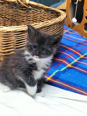 Maine Coon XXL Kitten Mit Stammbaum Bild 4