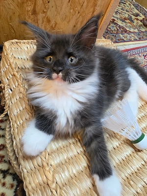 Maine Coon XXL Kitten Mit Stammbaum Bild 2