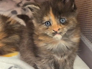 Maine Coon Kitten Mit Stammbaum