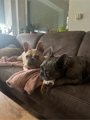 Französische Bulldoggen (4 Jahre alt) nur zusammen