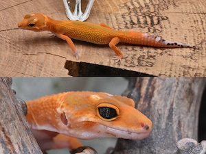 0.1 Mandarin het Eclipse, het TA Leopardgecko