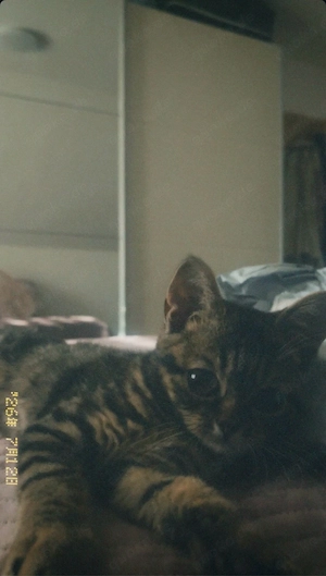 BKH katze.