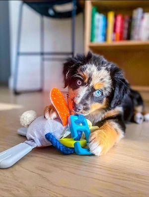 Australian shepherd 