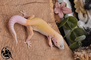 1.0 Ember Leopardgecko 