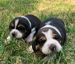 kräftige reinrassige Beagle Welpen suchen ab dem 28.August ein tierliebes neues zu Hause