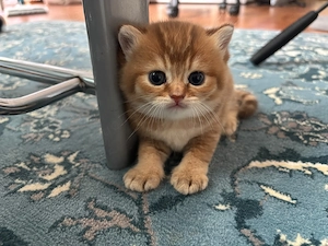 Katzen Babys zu verkaufen
