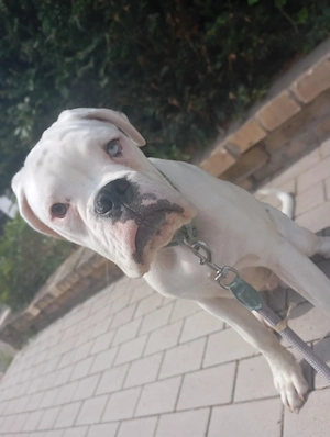 Reinrassiger Boxer-Rüde sucht ein liebevolles Zuhause  