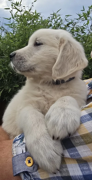 Wunderschöne Golden Retriever Welpen in liebevolle Hände abzugeben