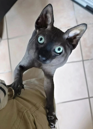 !!! karnadische Sphinx !!!