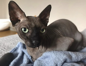 !!! kanadische Sphinx !!!