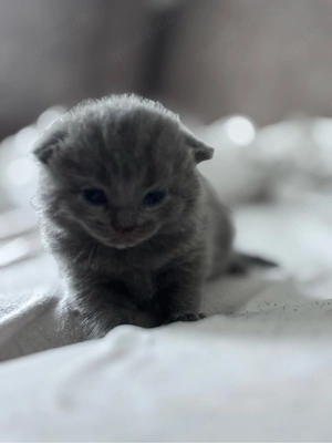 Britisch Kurzhaar Kitten suchen bald ein liebevolles Zuhause   