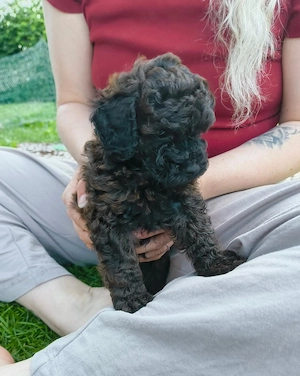 Mini Labradoodle Welpen Rüden aus chemie- und impffreier Aufzucht mit Papieren
