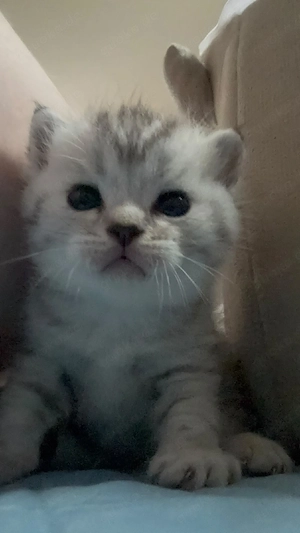 Nur noch 2 Kitten frei! BKH British Kurzhaar Silver-, black-tabby ab September abgabebereit   