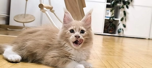 Typvolle Maine Coon Kitten 