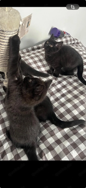 4 wunderschöne Mix-Kitten (Sibirische Langhaar x BKH)   ab sofort auszugsbereit