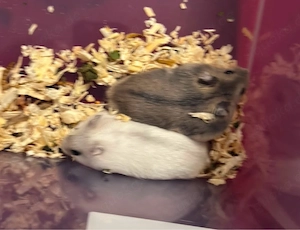 Zwei liebe Zwerghamster-Jungs suchen ein neues Zuhause