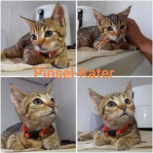 katzen babys Kitten 