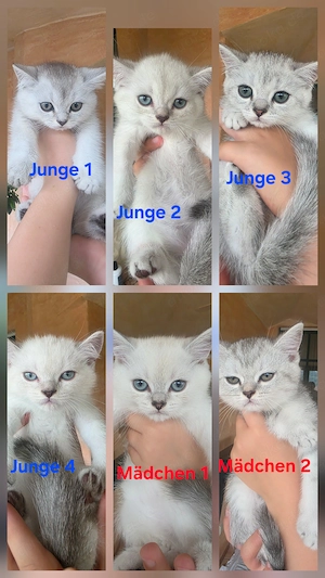 Reinrassige Kitten BKH