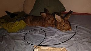 Junge Kaninchen dringend abzugeben 