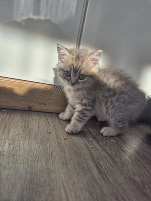 BKH Kitten 