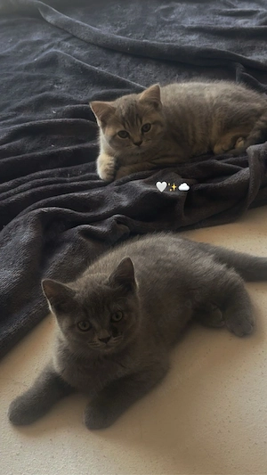 BKH kitten