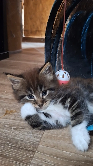 MaineCoon kitten
