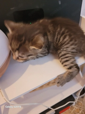  katze getiegert 