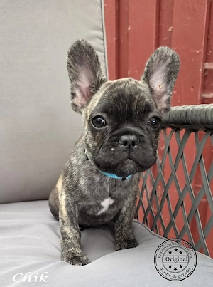 Französischer Bulldoggen Rüde Chik mit Ahnentafel 