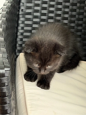 BKH katze 