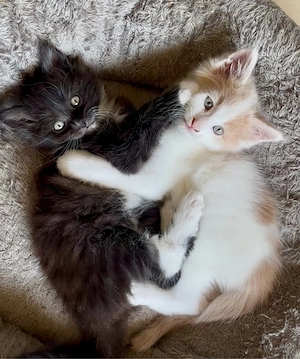 Maine Coon Mix Kätzchen. DNA gesund, geimpft, gechipt, entwurmt
