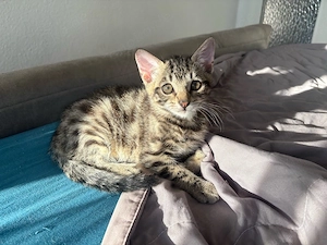 BengalKitten