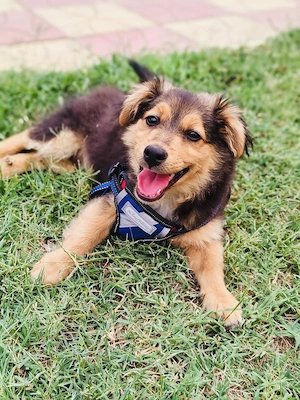 Corgi Mix Mickey ein liebes Kerlchen 