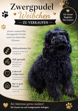 Zwergpudel Weibchen 