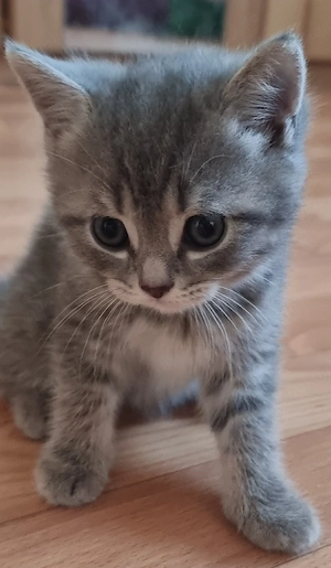 Bkh  Babykatzen 