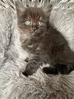 Wunderschöne Ragdoll-EKH Mix Kätzchen suchen ihr Für-immer-Zuhause