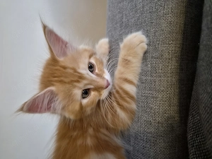 Maine Coon Mix Katerchen