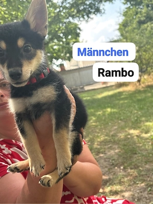 kleine süße mischlinge suchen neues zuhause 