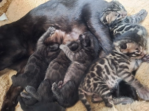 Atemberaubende Bengal Kitten aus seriöse Zucht mit Stammbaum und Gesundheitszeugnis 