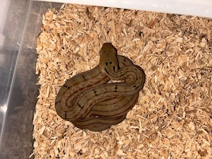 3.5 Elaphe carinata High Yellow eigene Nachzucht
